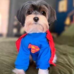 Puffer - Yorkshire Terrier