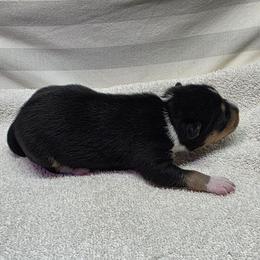 Prada - Tri-color female Basenji puppy in Caldwell, Texas from Becker's Basenjis