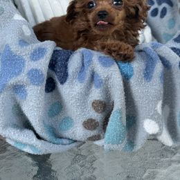 Boy - Red  male Poodle puppy in Charlotte, North Carolina from Toy Poodle and Maltese Perfection