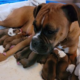 Bella - Boxer