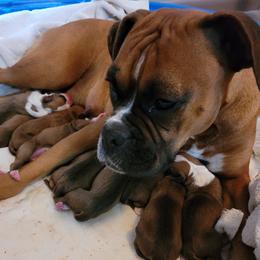 Bella - Boxer