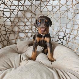 Pheonix (grey) - Red and rust female Doberman Pinscher puppy in Hamilton, Ohio from Little Dragon Dobermans