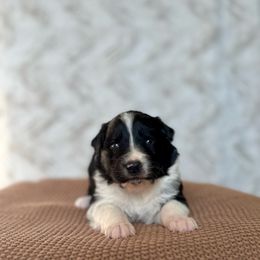 Stuffing - Black & white male Australian Shepherd puppy in Argyle, Iowa from Country Time Kennels