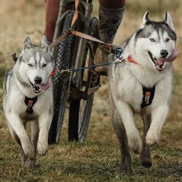 Siberian Huskies from Burkeson Siberian Huskies