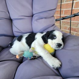 Kilo - Black and white male English Springer Spaniel puppy in Talbott, Tennessee from Cant Stop A Dream Springers