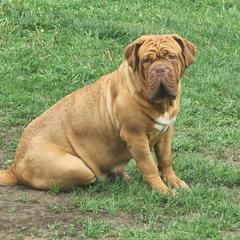 Aqua - Dogue de Bordeaux