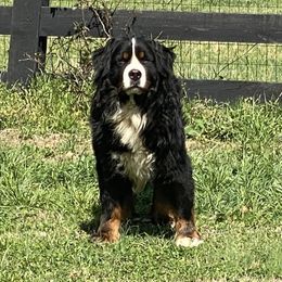 Diesel - Bernese Mountain Dog
