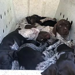 German Shorthaired Pointer Puppies from Ballard Gun Dogs