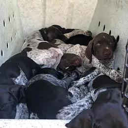 German Shorthaired Pointer Puppies from Ballard Gun Dogs
