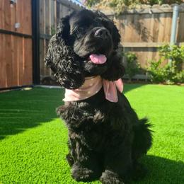 Zoe - Cocker Spaniel