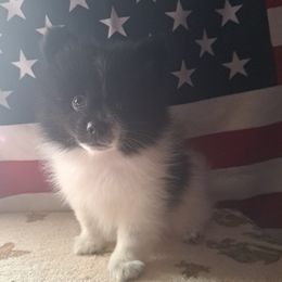 JUSTICE - Black parti male Pomeranian puppy in Lore City, Ohio from Tonia's Pomeranians