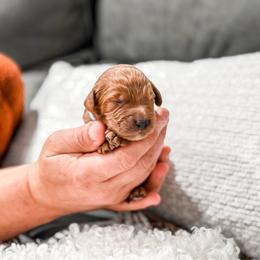 Boy 2 - male Goldendoodle puppy in Spokane, Washington from Dream Doodles in Spokane WA