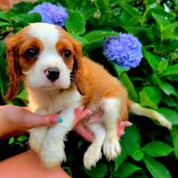 Rio - Blenheim male Cavalier King Charles Spaniel puppy in Watsontown, Pennsylvania from Huntsman Cavaliers