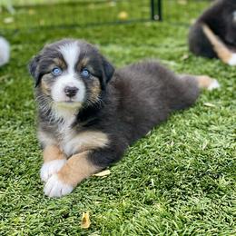 Magnolia - Black tri-color female Australian Shepherd puppy in Salinas, California from AA Aussies