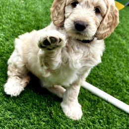Goldendoodle Puppies from Golden Liberty Doodles