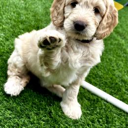 Goldendoodle Puppies from Golden Liberty Doodles