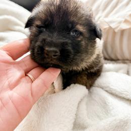 Girl 3 - Sable female German Shepherd puppy in Denver, Colorado from Morales Kennels
