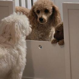 Boy 3 - Apricot male Maltipoo puppy in Nokomis, Florida from Sunset Farm Florida