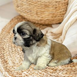 Remy - Sable and white male Shih Tzu puppy in Tuscola, Illinois from Dream on puppies