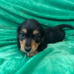 Broccoli - Black and tan male Dachshund puppy in Memphis, Tennessee from River City Doxies
