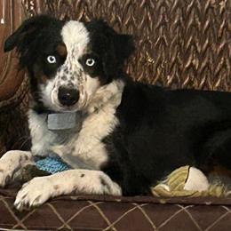 Brooklyn - Miniature Australian Shepherd