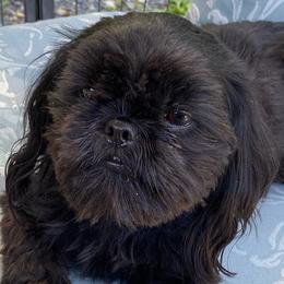 Sunee - Shih Tzu