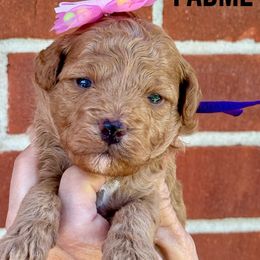 Padme - Cream female Poodle puppy in Franklin, North Carolina from Melissa Unger