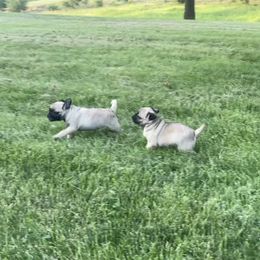 AKC black foot - Fawn male Pug puppy in Barry, Illinois from Tina’s Pugs