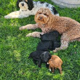 Bernedoodle, Bernese Mountain Dog, Cavapoo, Goldendoodle, and Poodle Puppies from Happy Valley Puppies
