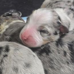 Blue merle girl 1 - Blue merle female Australian Shepherd puppy in Rainsville, Alabama from Chaparro Farm