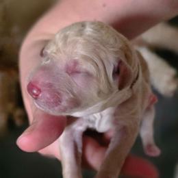 Hazel - Cream female Double Doodle puppy in Oceanside, California from Strong Mountain Doodles