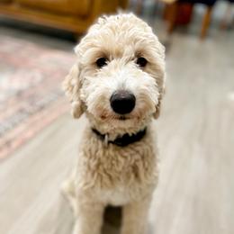 Heidi Lilly - Goldendoodle