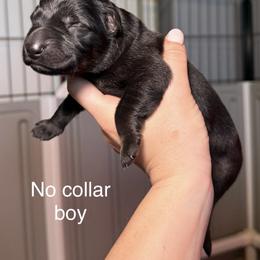 No Collar Boy - Bi-color male German Shepherd puppy in Universal City, Texas from Jaxinhaus German Shepherds