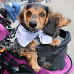 Sapphira - Dachshund