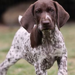 Pink Collar Girl - Liver and white German Shorthaired Pointer puppy in Phelan, California from VJK-MYST Kennels