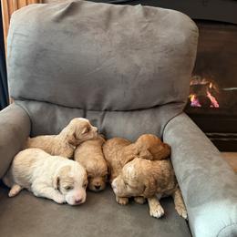 Girl 3 - Red female Cockapoo puppy in Birdsboro, Pennsylvania from Cooper Family Cockapoos