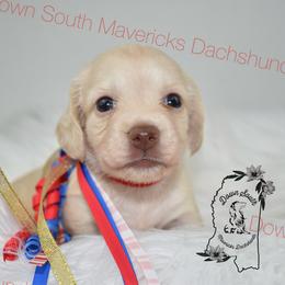 Choc based cream - Cream female Dachshund puppy in Seminary, Mississippi from Down South Mavericks Dachshunds
