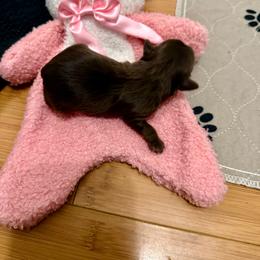 Live Morgan - Liver and white female Shih Tzu puppy in Warrior, Alabama from The Anderson Farms Kennel