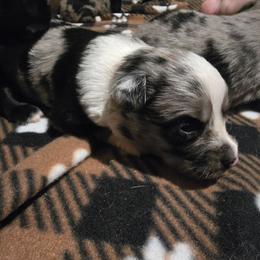 Spruce - Blue merle male Miniature Australian Shepherd puppy in Arlington, Texas from CopperHead Aussies