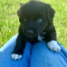 RAE - Black & white female Australian Shepherd puppy in Christiana, Tennessee from Vaught Family Farm
