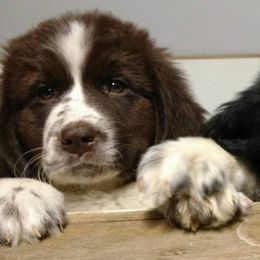 Newfoundlands from H & M Acres Newfoundlands