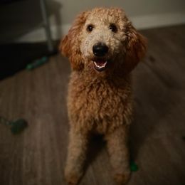 Goldendoodle All Grown Up from Doo a Little Doodle