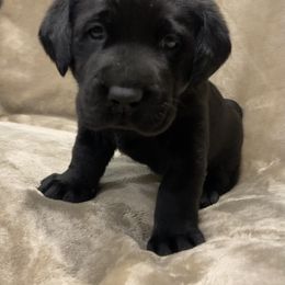 Labrador Retriever Puppies from Retrieving Labradors