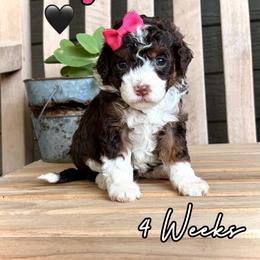 Roxy - Tri-color female Bernedoodle puppy in Runaway Bay, Texas from Green Ranch Doodles