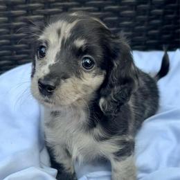 Dahlia - Dapple female Dachshund puppy in Kentucky from Wonderful Weiners
