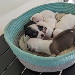 Chihuahua Puppies from Wilds Farms