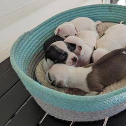Chihuahua Puppies from Wilds Farms
