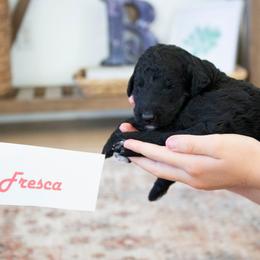 Fresca - Black female Poodle puppy in Mesa, Arizona from Desert Doodles
