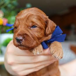 Firecracker - Red  male Goldendoodle puppy in Salado, Texas from Red Ranch Dogs