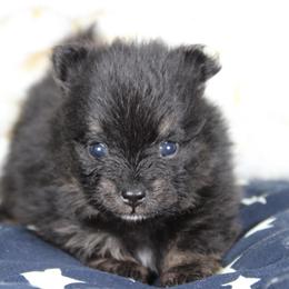 AKC Roxie - Black and tan female Pomeranian puppy in Albany, Indiana from Hatz Off Puppies